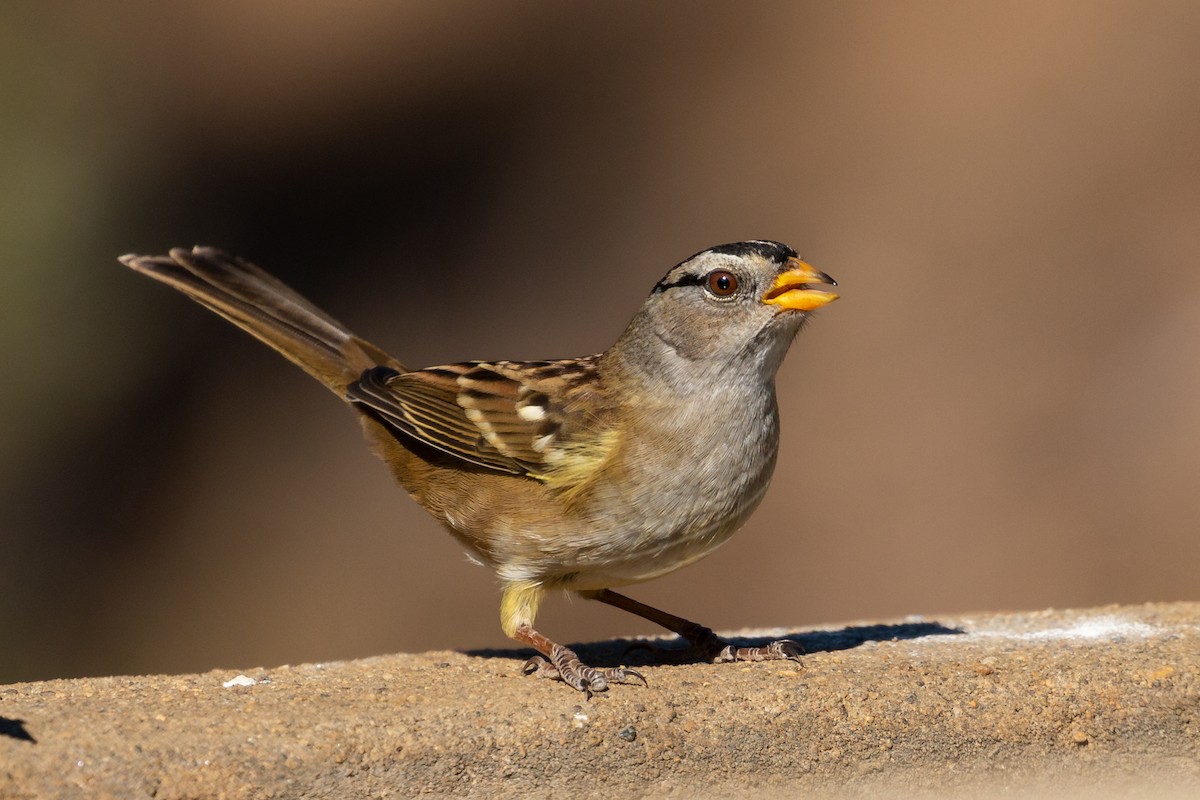 White-crowned Sparrow (pugetensis) - ML271875981