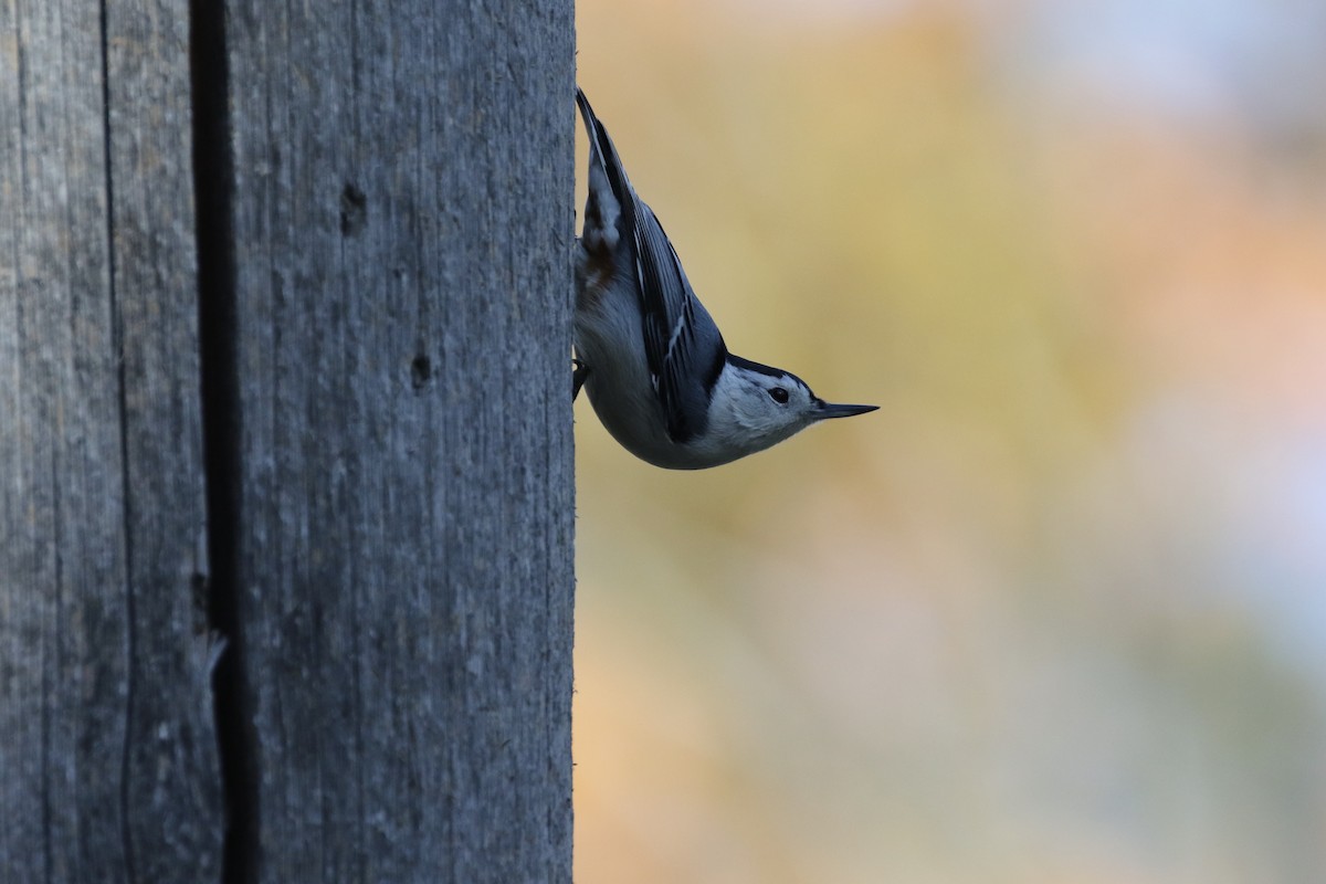 White-breasted Nuthatch - Gord Watts