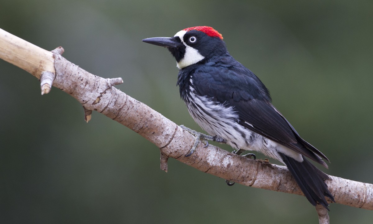 Acorn Woodpecker - Brian Sullivan
