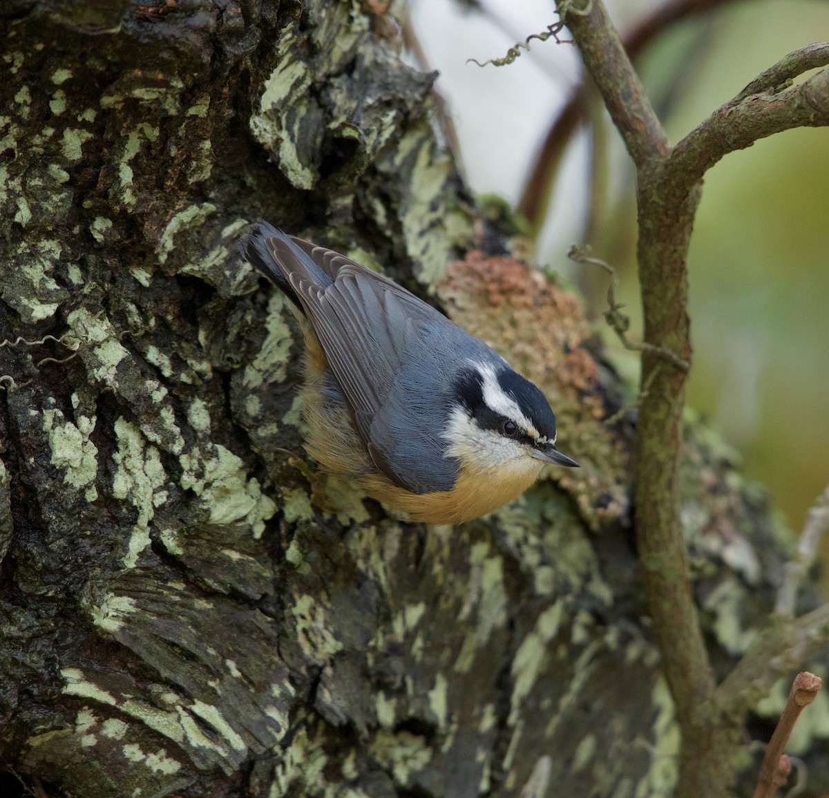 Red-breasted Nuthatch - Walter  Keenan