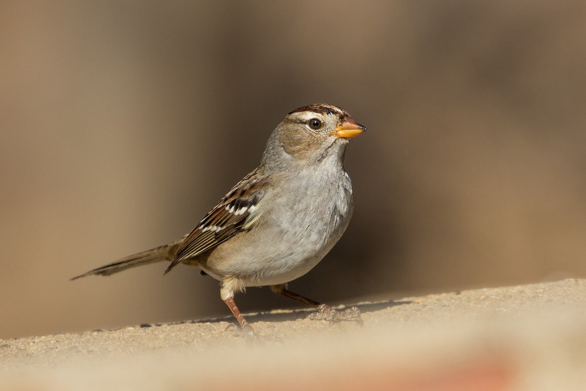 White-crowned Sparrow (Gambel's) - ML271881201