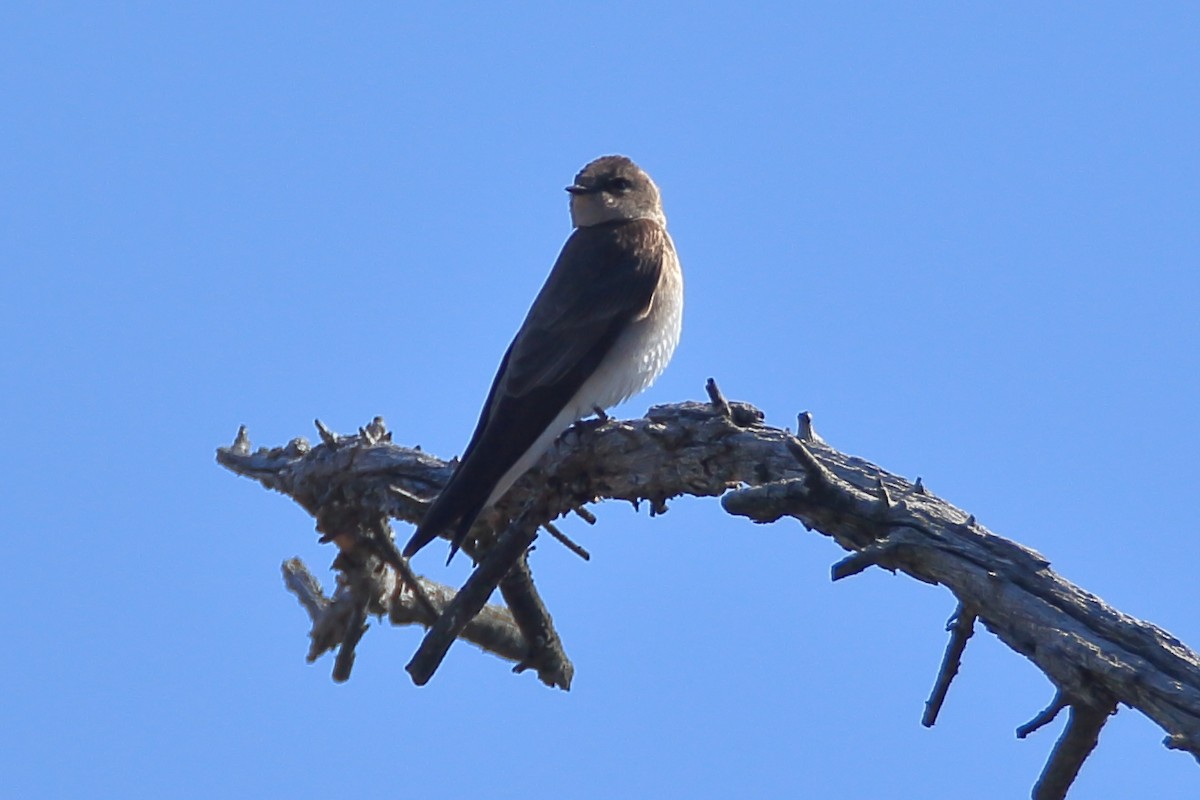 Northern Rough-winged Swallow - Brendan Klick