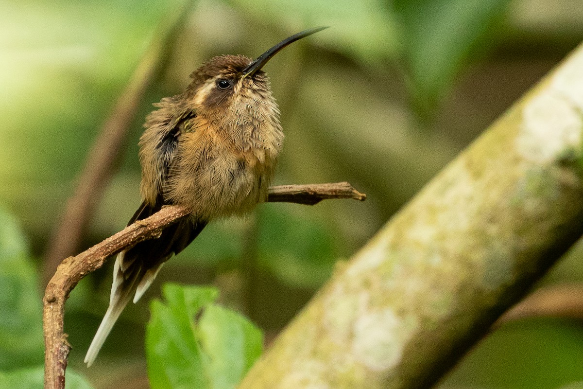 kolibřík temnohrdlý - ML271888491