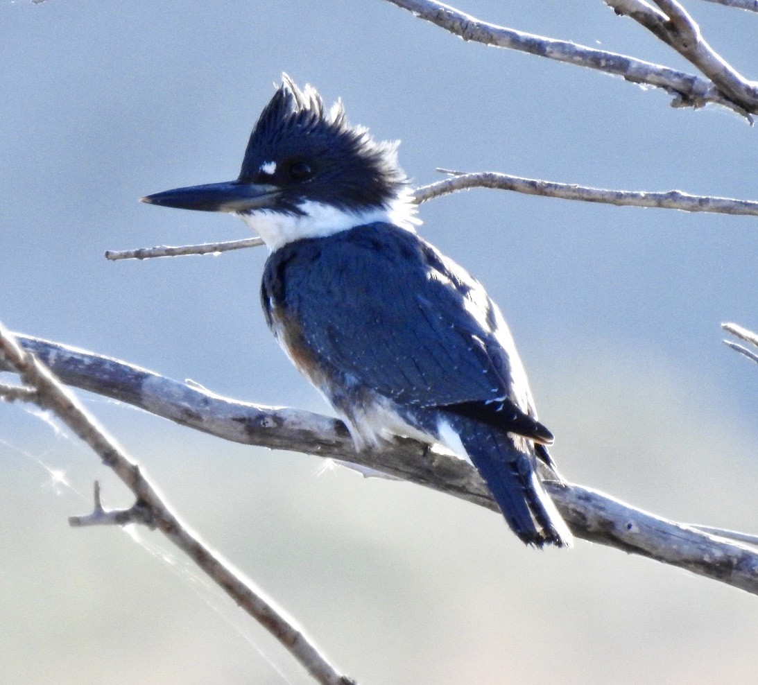 Belted Kingfisher - Christopher Daniels