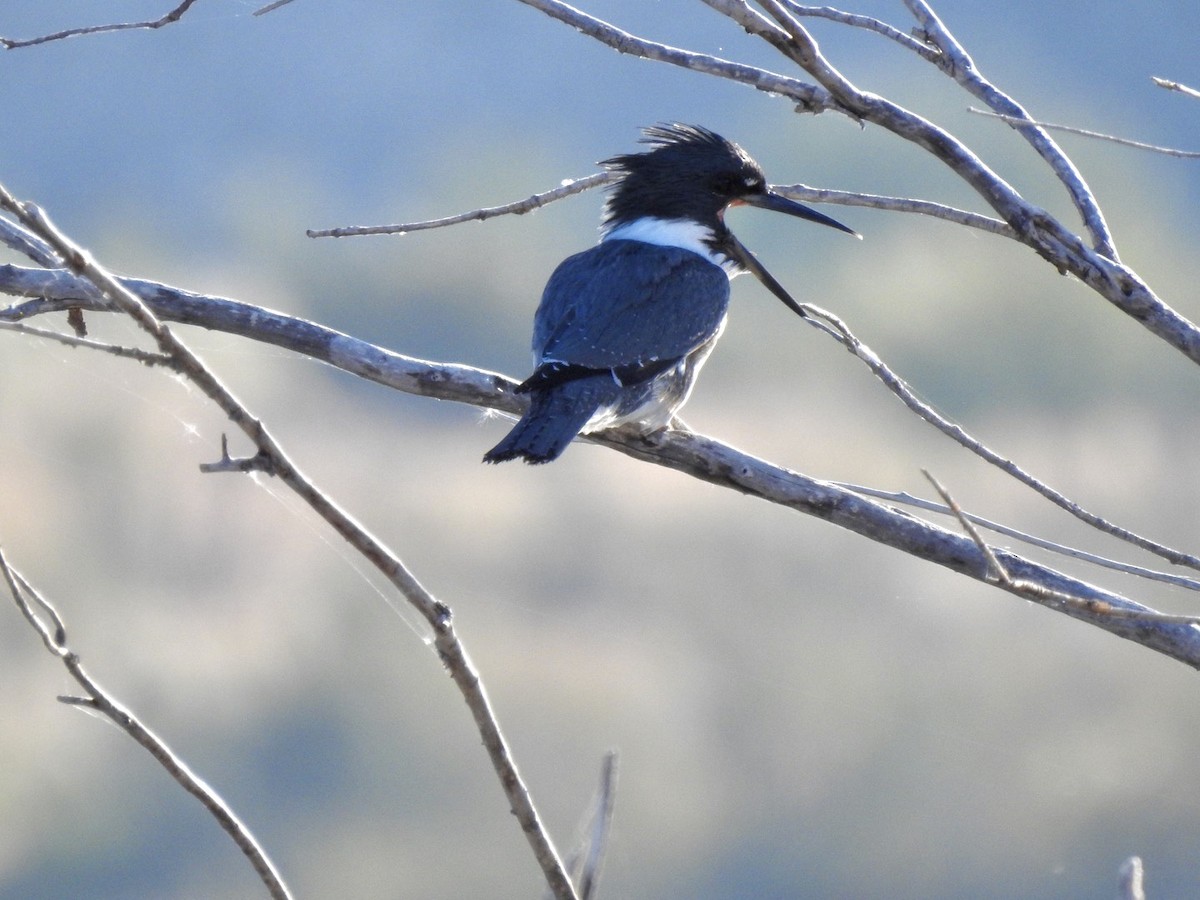 Belted Kingfisher - ML271889291