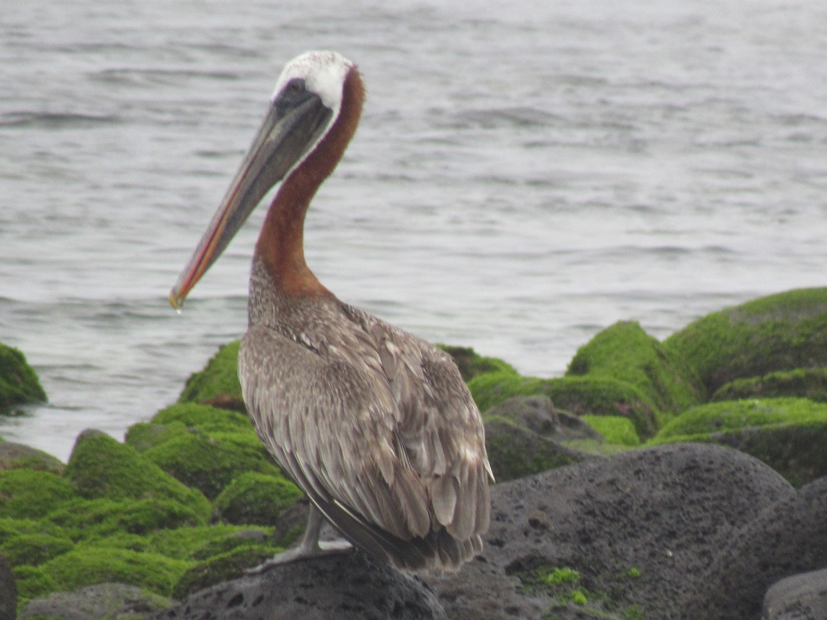 Brown Pelican - Ana Carrion
