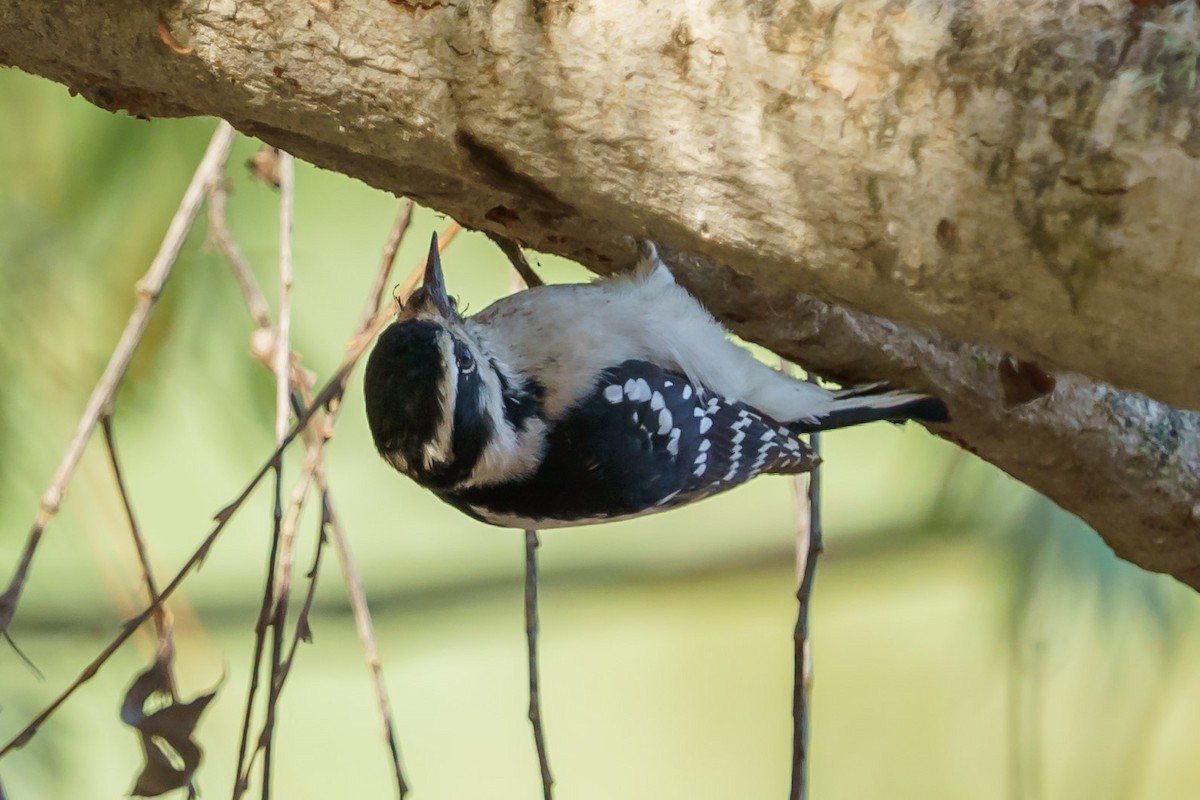 Downy Woodpecker (Pacific) - ML271898491