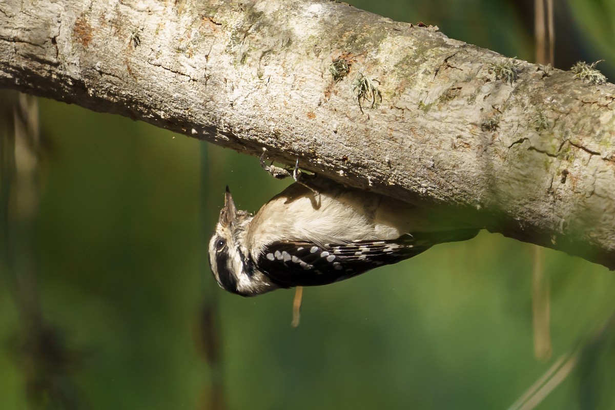 Downy Woodpecker (Pacific) - ML271898521