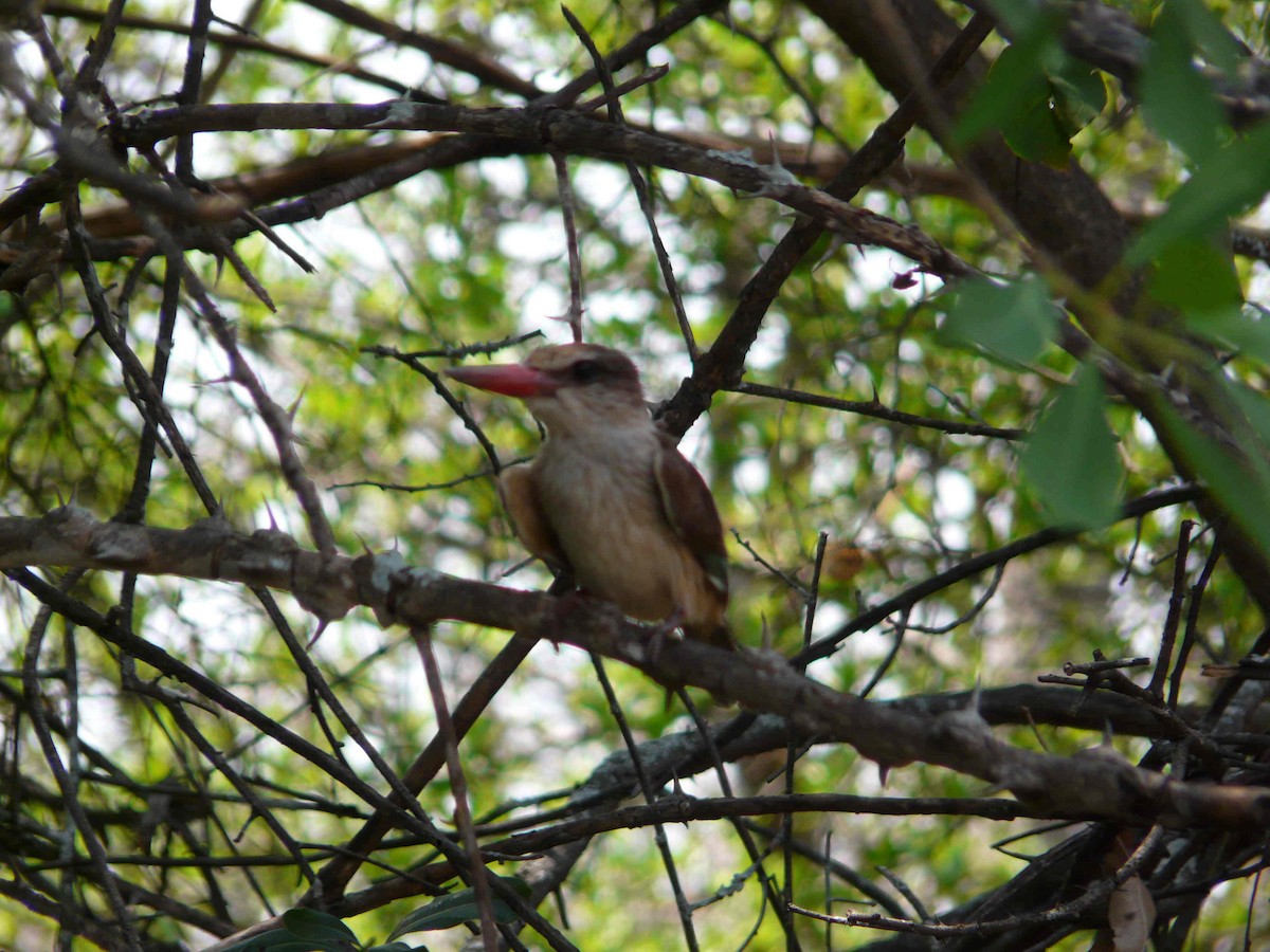 Brown-hooded Kingfisher - Simon Tonge