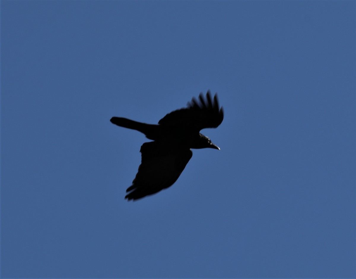 Torresian Crow - ML271901791