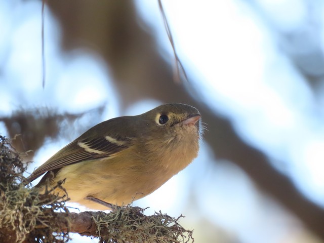 Hutton's Vireo