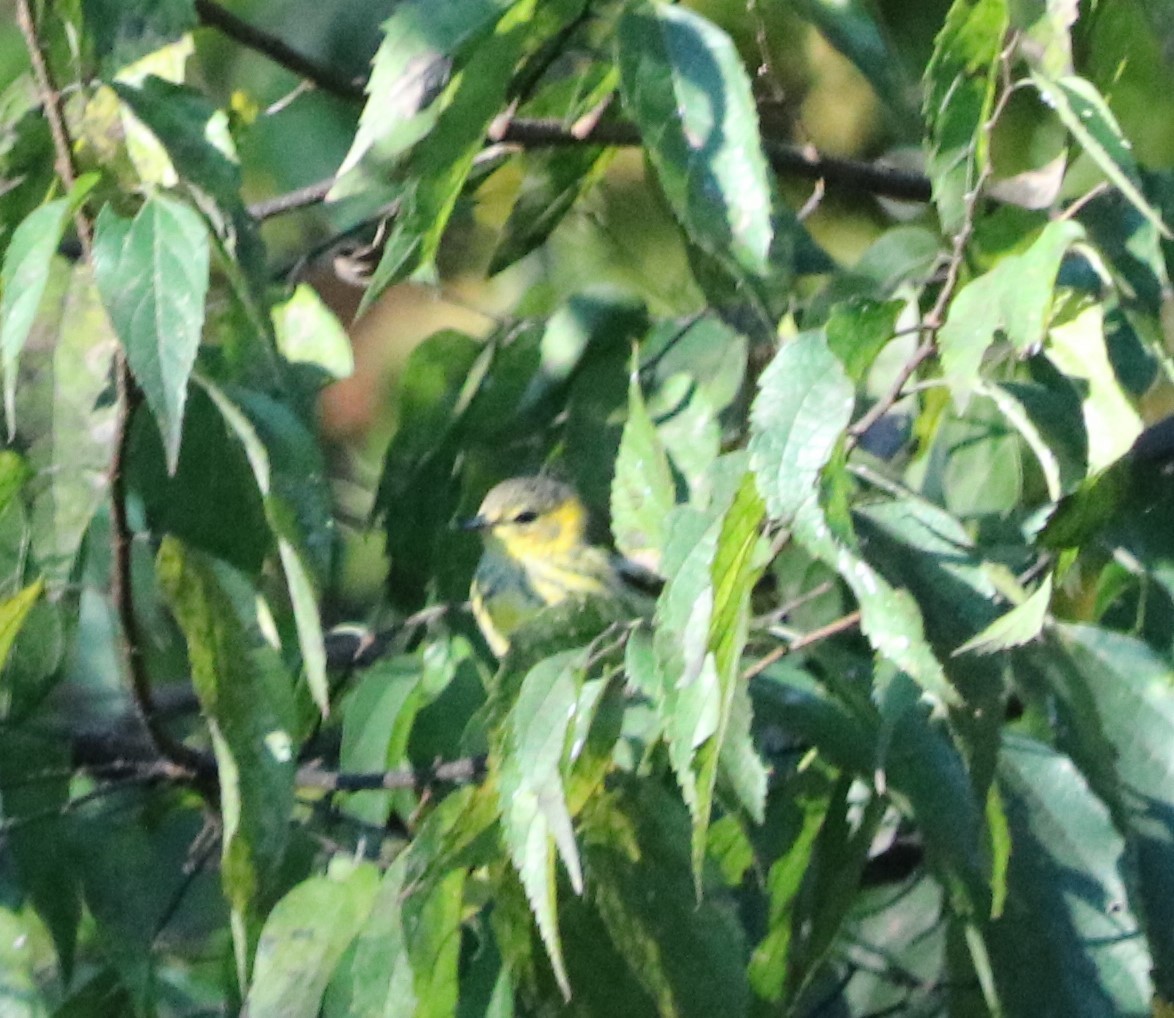 Cape May Warbler - ML271905021