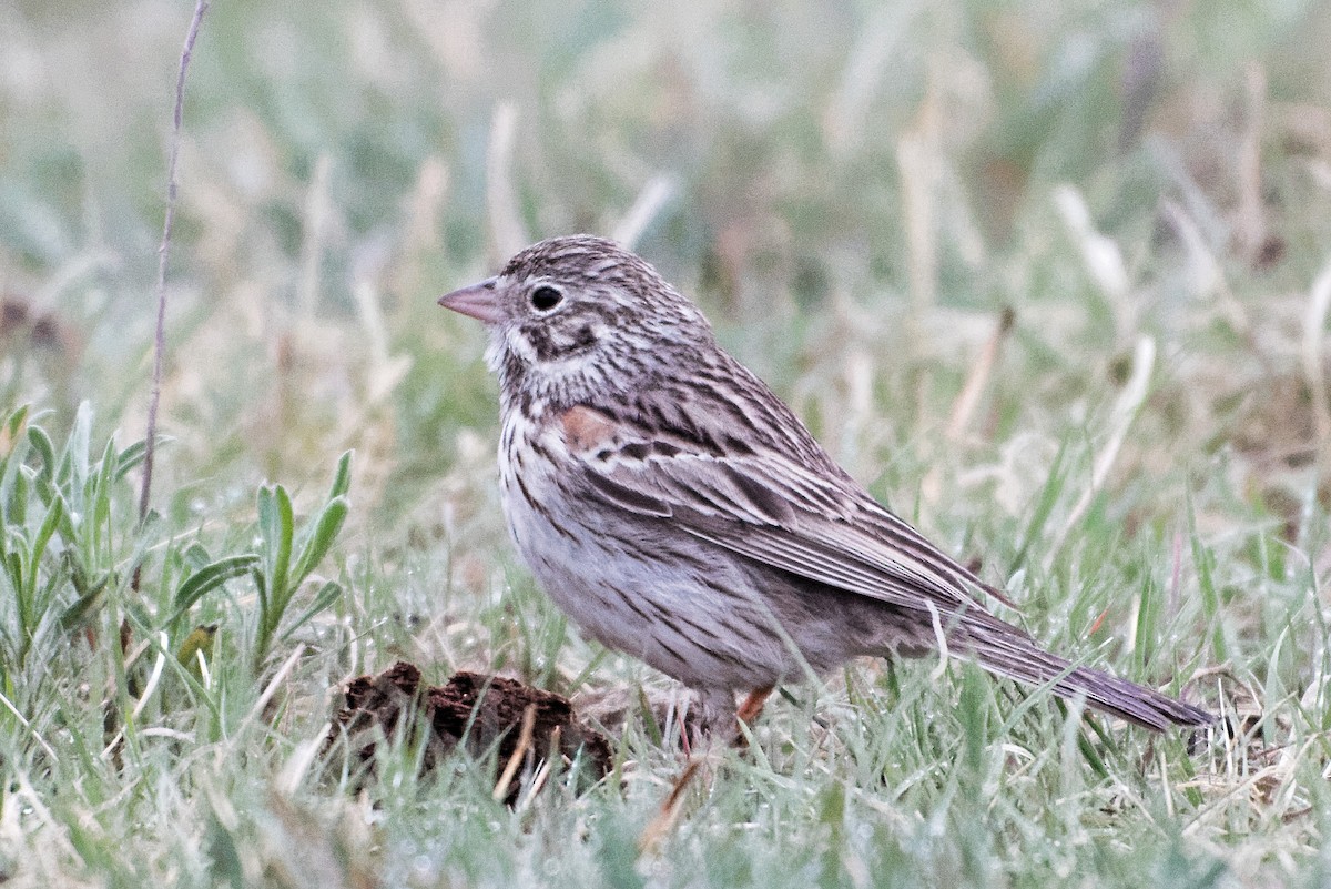 Vesper Sparrow - Robert Mustell