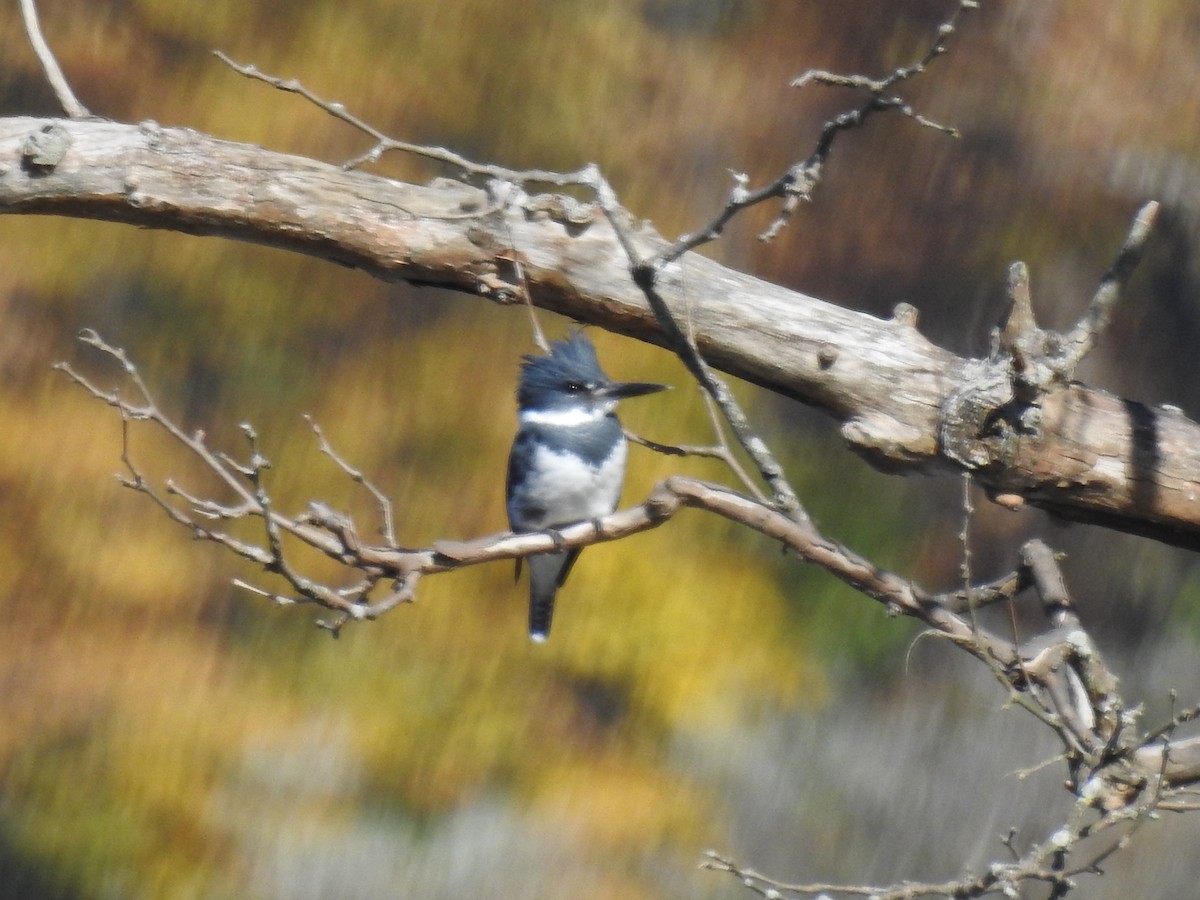 Belted Kingfisher - ML271908061