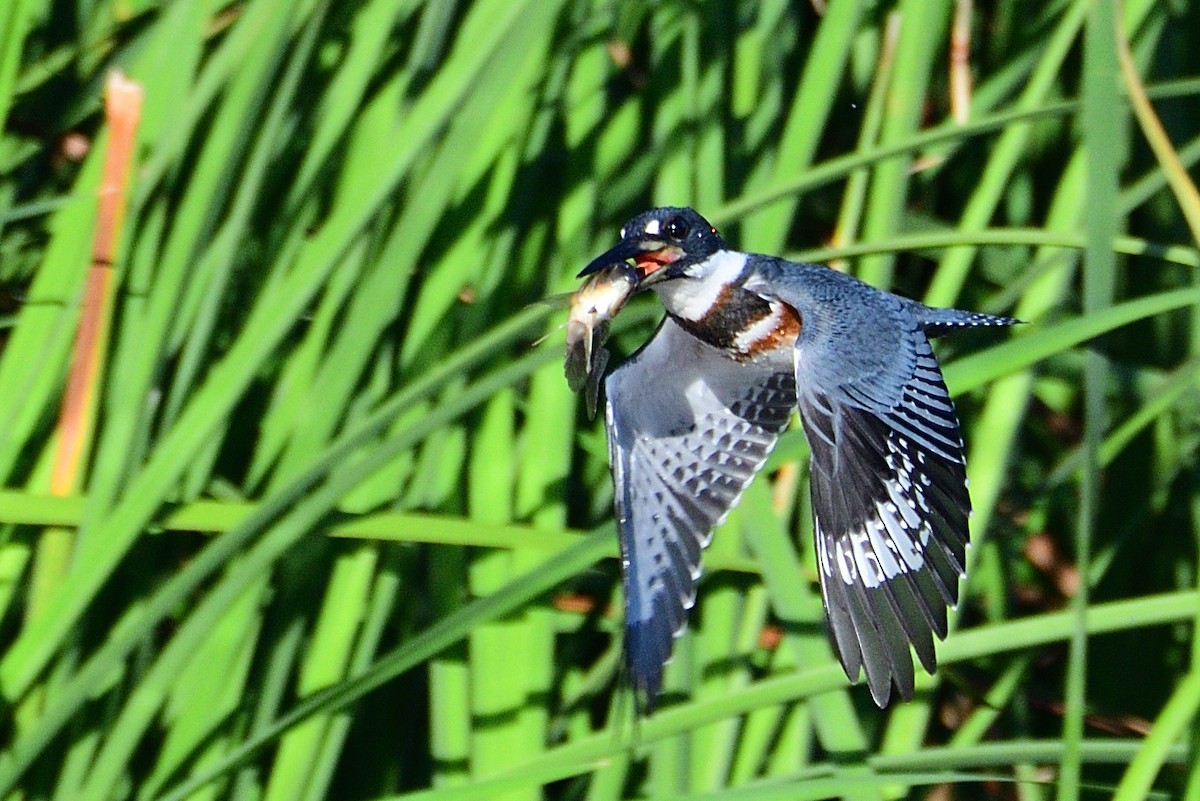 Belted Kingfisher - Michael Tromp