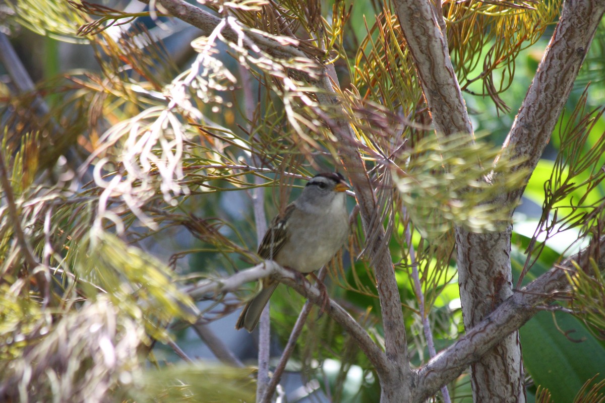White-crowned Sparrow - ML271912851