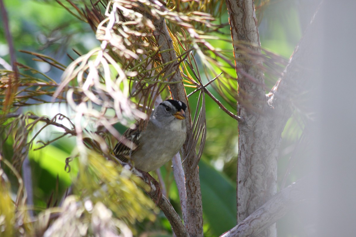 White-crowned Sparrow - Michael Long
