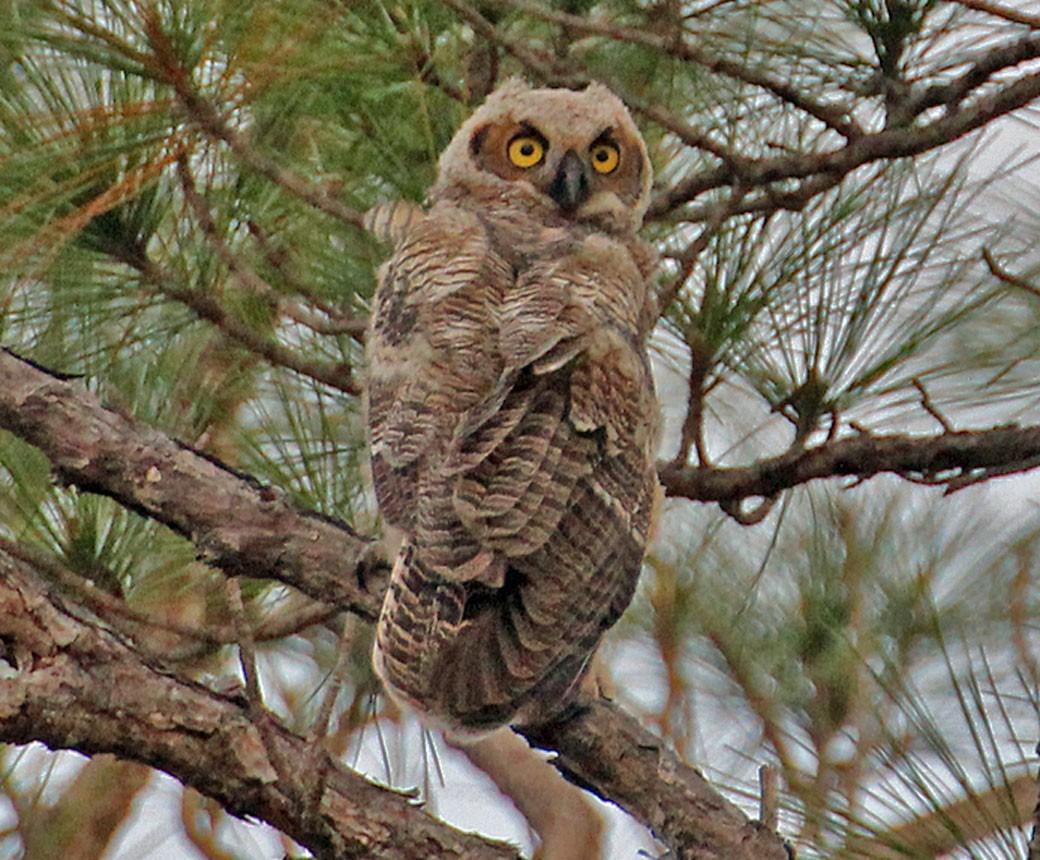 Great Horned Owl - ML27192391