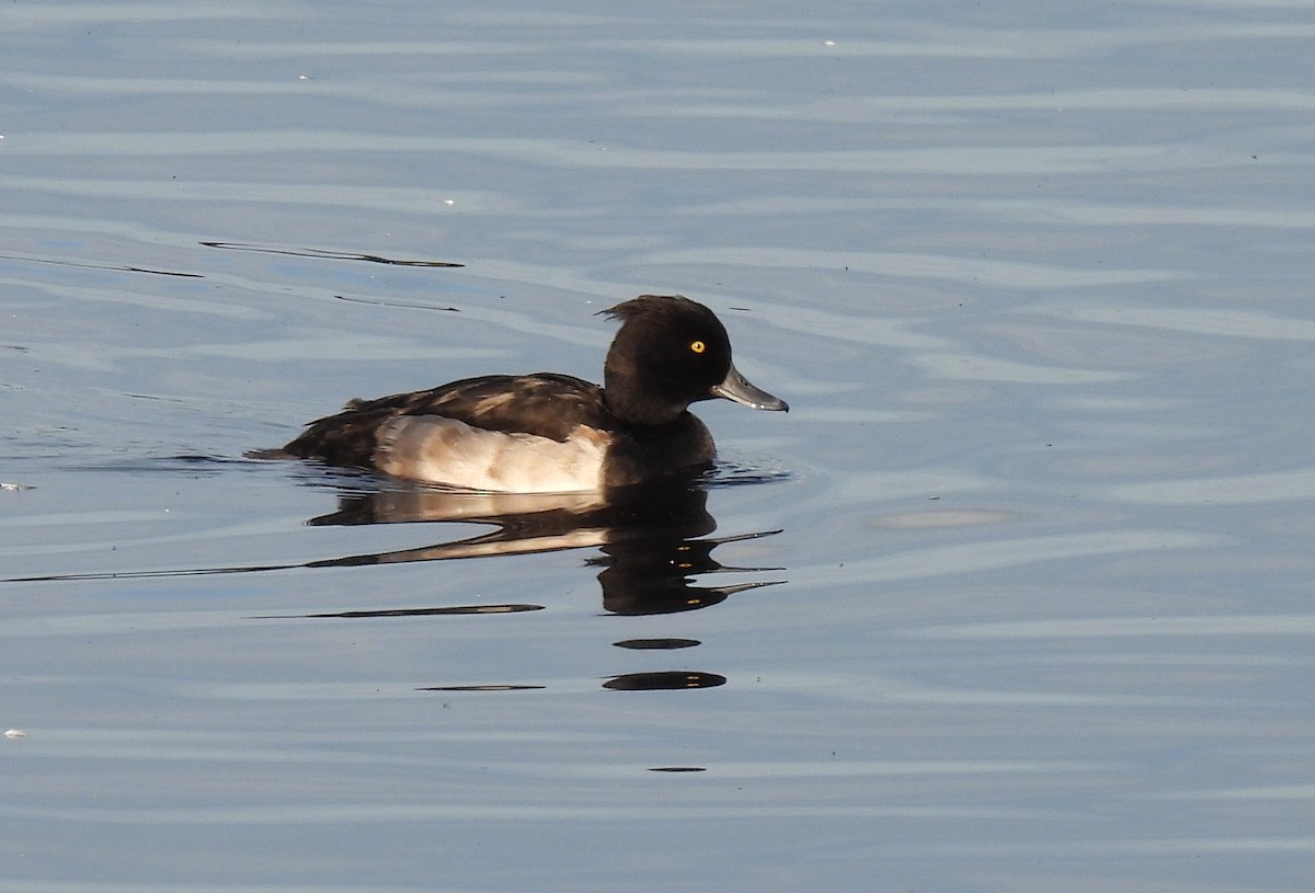 Tufted Duck - ML271924271