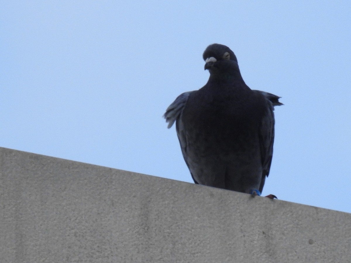 Rock Pigeon (Feral Pigeon) - ML271925891