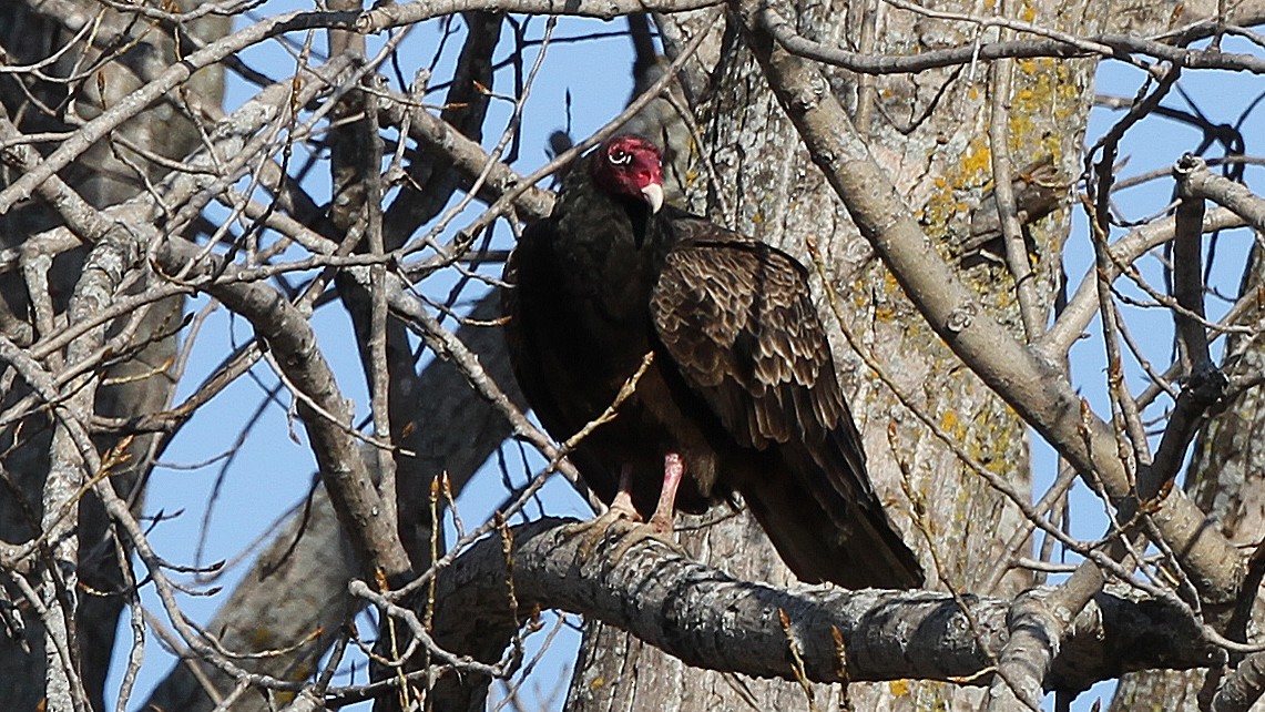 Turkey Vulture - Daniel Jauvin