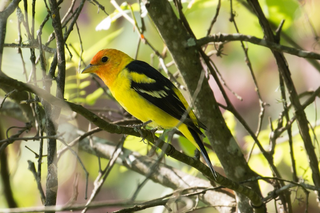 Western Tanager - ML27193651