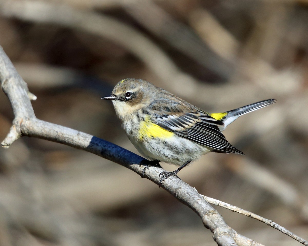 Yellow-rumped Warbler (Myrtle) - Tom Murray