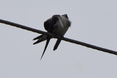 Red-rumped Swallow - ML271947811