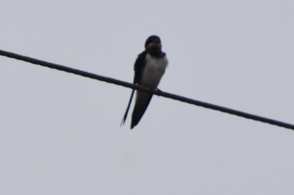 Red-rumped Swallow - ML271947821