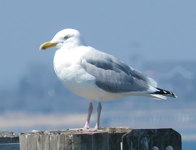 Herring Gull (American) - Barb Thomascall