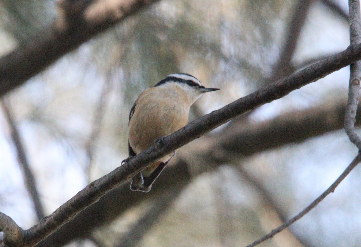Red-breasted Nuthatch - ML271956141