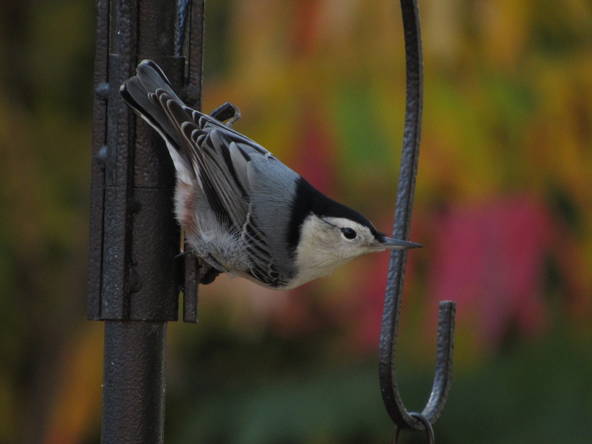 White-breasted Nuthatch - Madison Sayre
