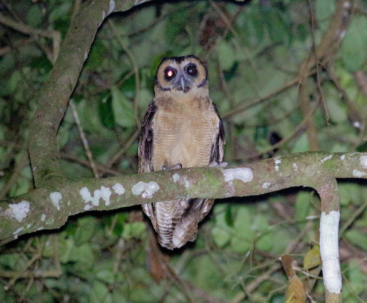 Brown Wood-Owl - Neoh Hor Kee