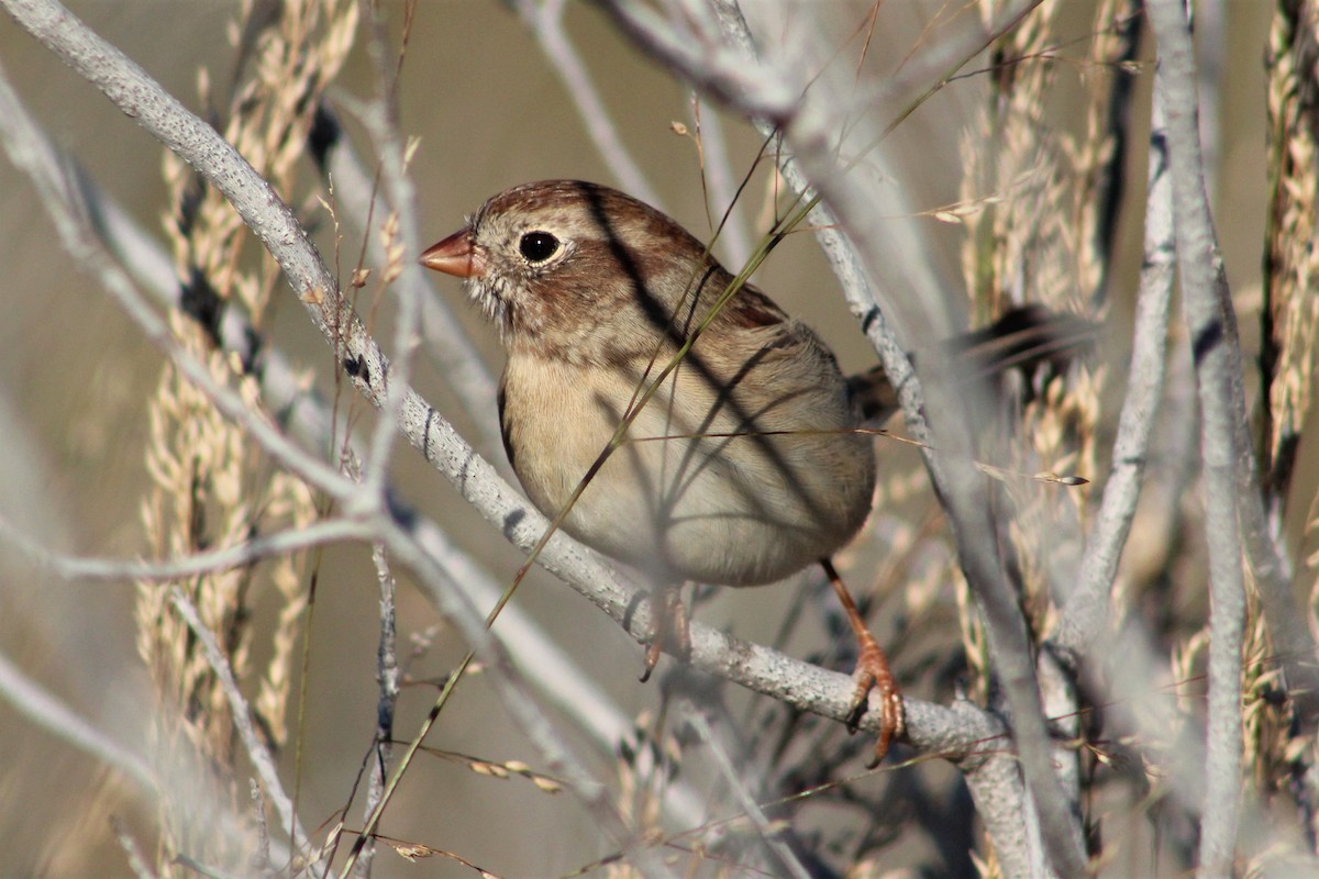 Field Sparrow - Clint Robinson