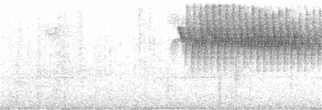 Percefleur à flancs blancs - ML271963541