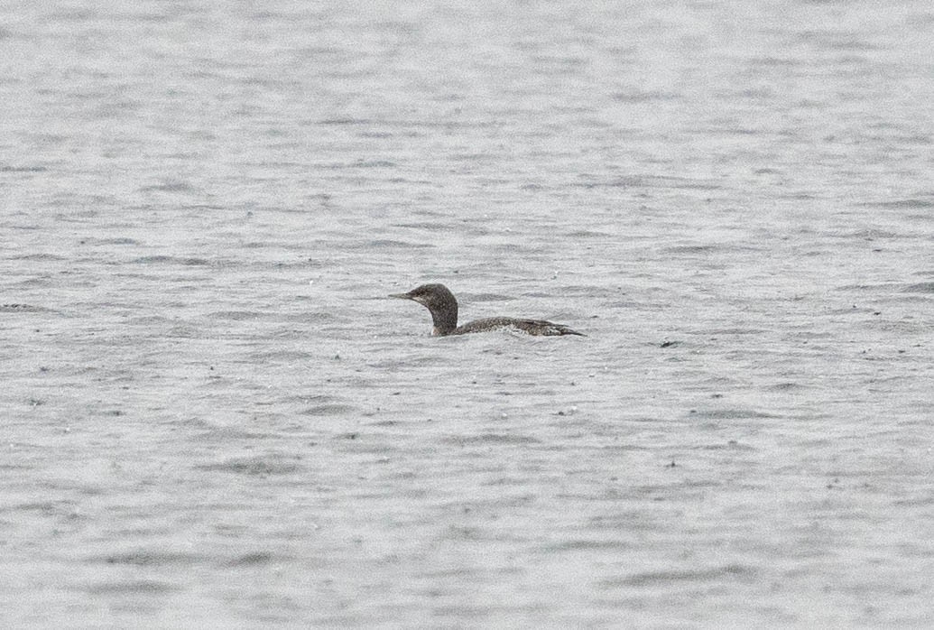 Red-throated Loon - Yannick Fleury