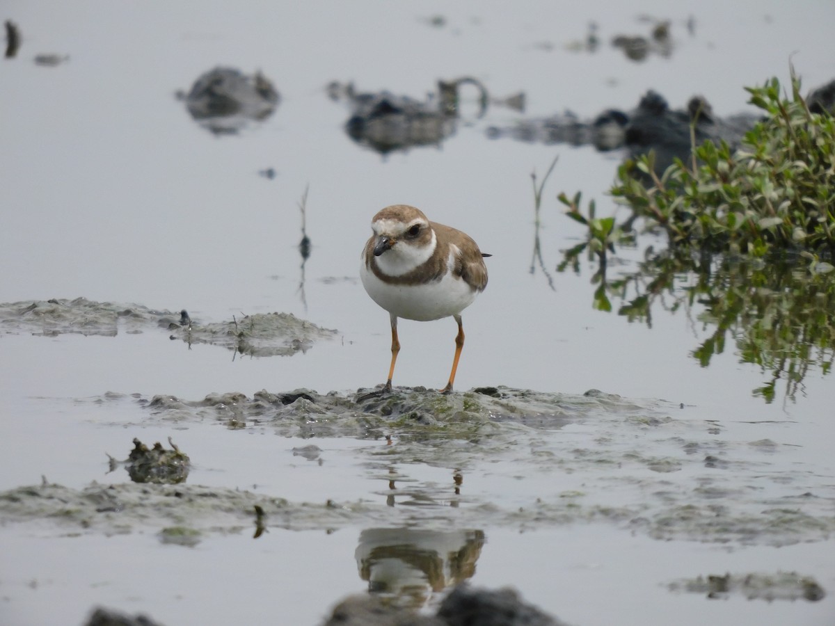 Semipalmated Plover - ML271973671