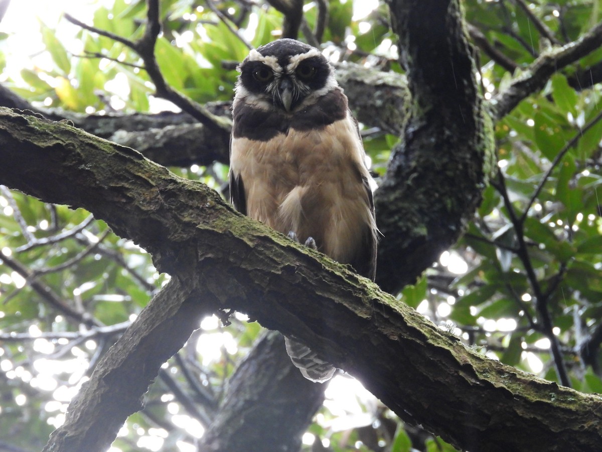 Spectacled Owl - ML271975801