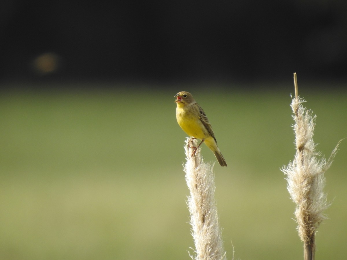 Grassland Yellow-Finch - ML271976051