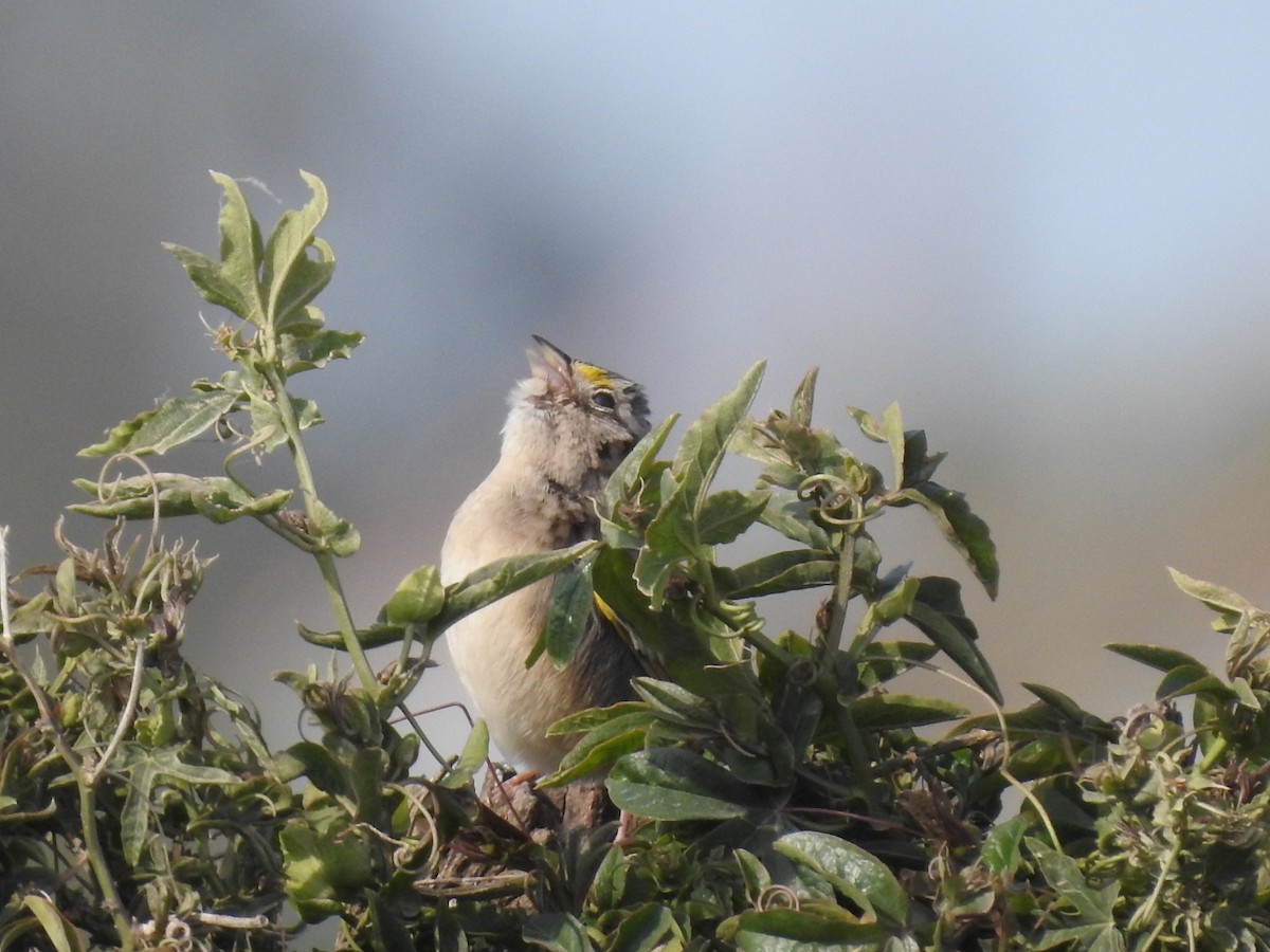 Grassland Sparrow - ML271978541