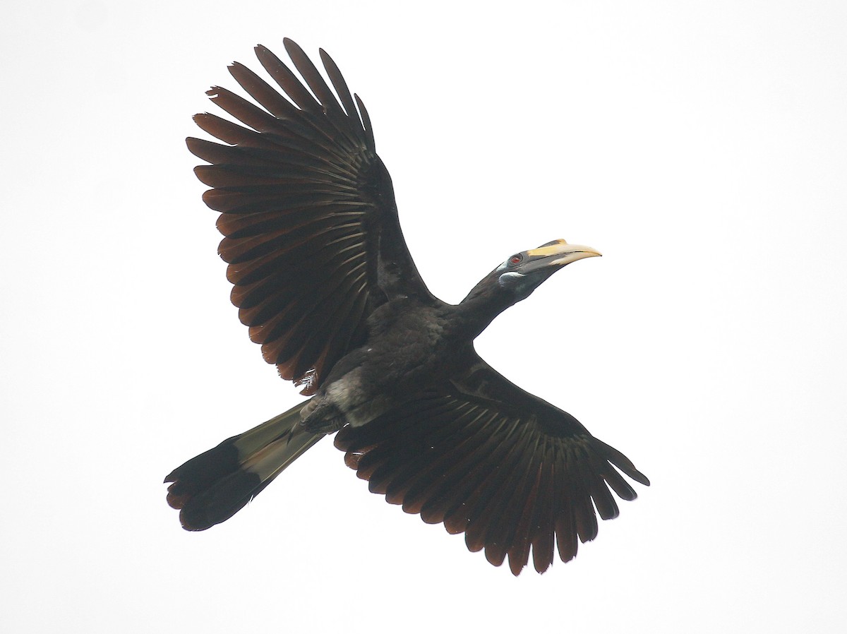Bushy-crested Hornbill - Neoh Hor Kee
