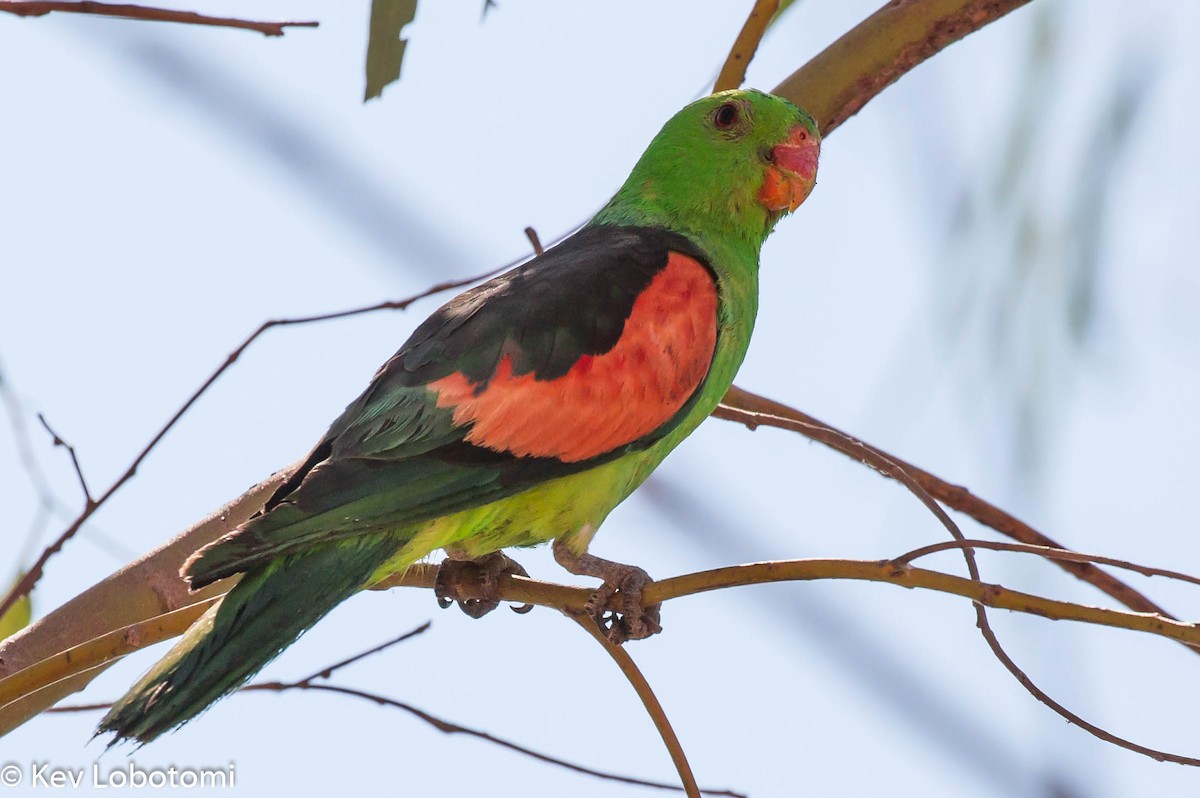 Red-winged Parrot - ML271979741