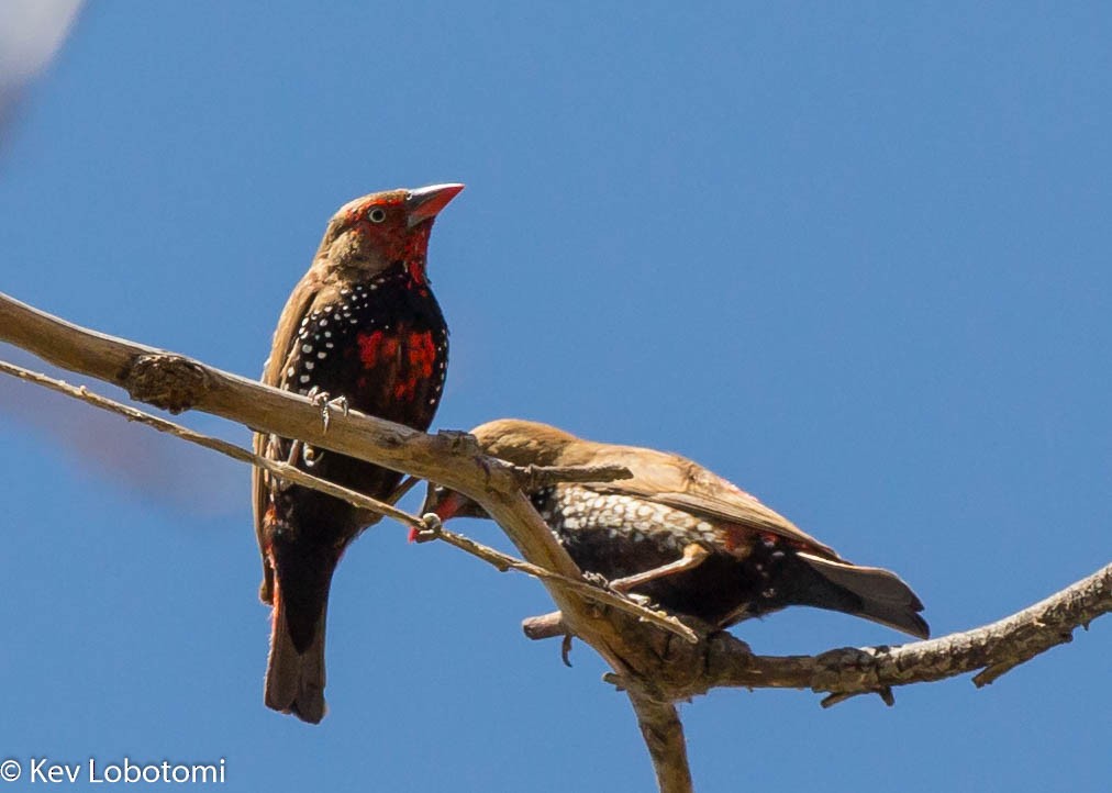 Painted Firetail - ML271980491