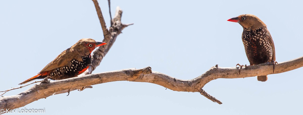 Painted Firetail - ML271980531
