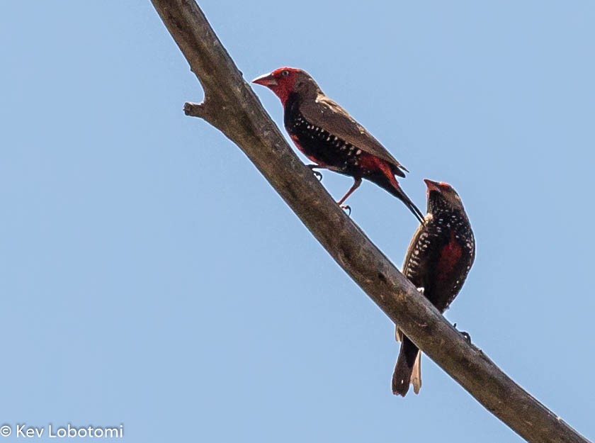 Painted Firetail - ML271980561