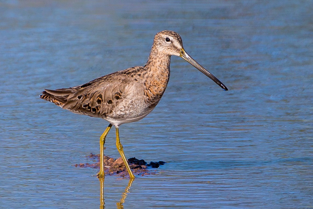 Long-billed Dowitcher - Eric Gofreed