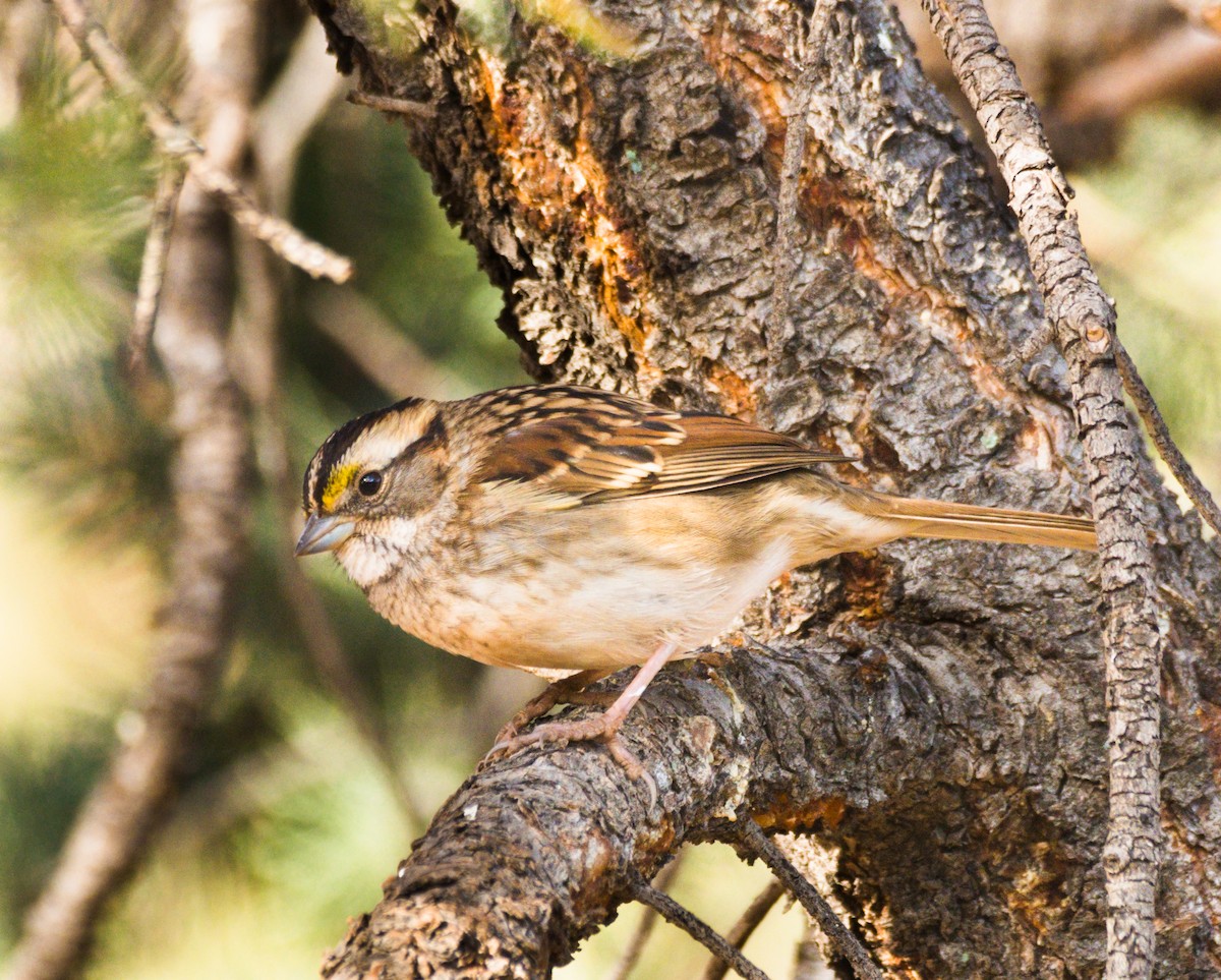 White-throated Sparrow - ML271988961