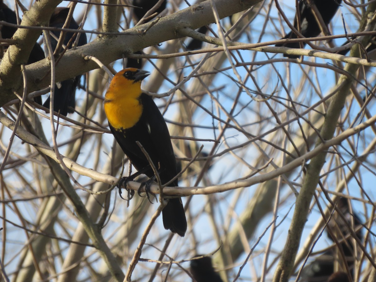 Yellow-headed Blackbird - Pam Meharg