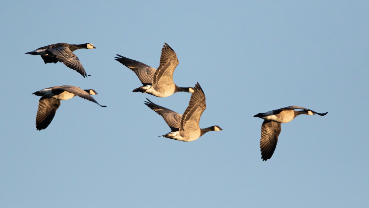 Barnacle x Cackling Goose (hybrid) - Sam Zhang