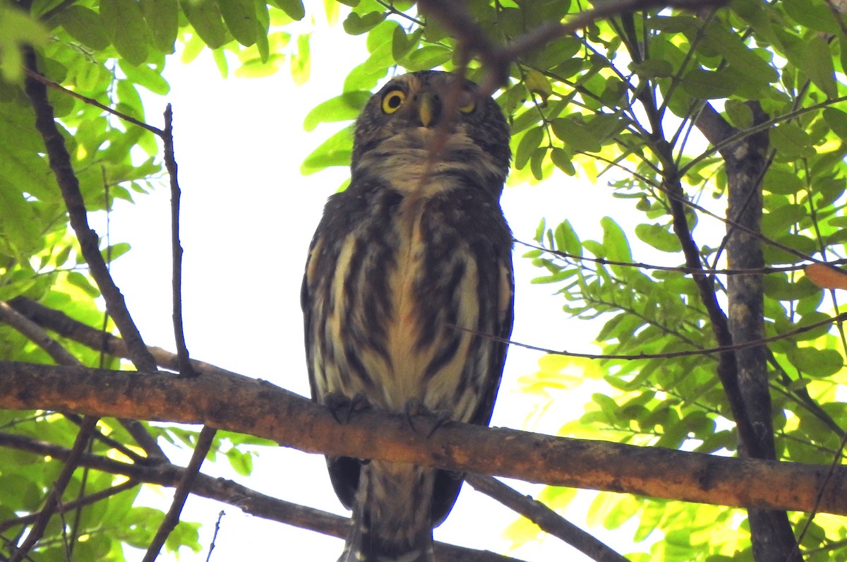 Ferruginous Pygmy-Owl - ML271998491